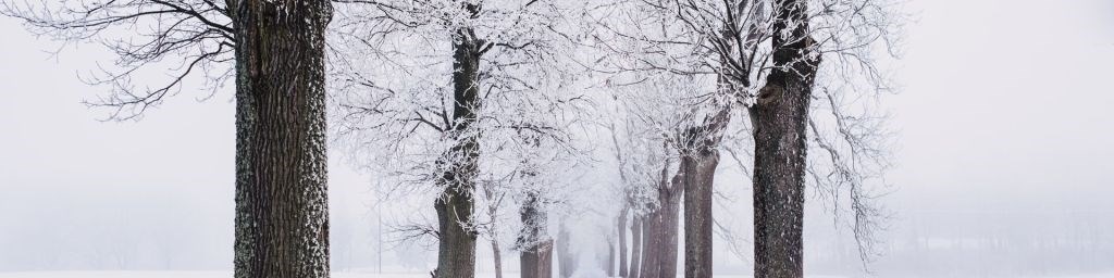 snowy-pathway-surrounded-by-bare-tree-839462-3dccf4f7